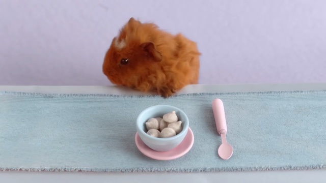 Video Reference N1: Hamster, Guinea pig, Rodent, Fawn