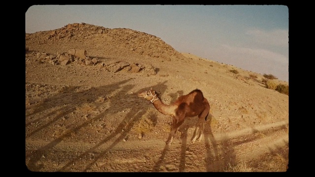 Video Reference N0: Camel, Camelid, Arabian camel, Desert, Natural environment, Landscape, Wildlife, Terrestrial animal, Adaptation, Sahara