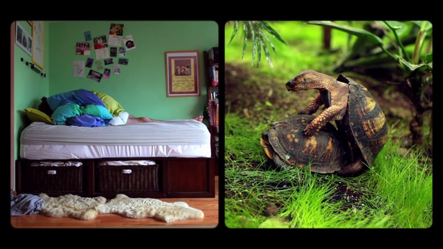 Video Reference N8: Organism, Adaptation, Room, Reptile, Furniture