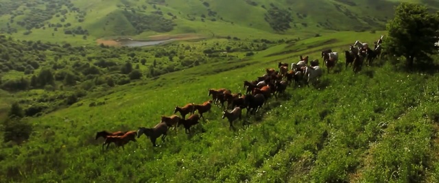 Video Reference N8: grassland, pasture, ecosystem, nature reserve, herd, wilderness, grazing, grass, hill station, hill