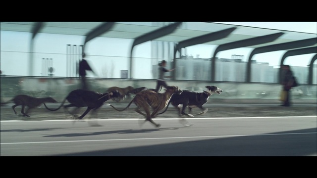 Video Reference N1: Mode of transport, Dog, Canidae, Transport, Whippet, Greyhound, Vehicle, Sighthound, Animal sports, Carnivore