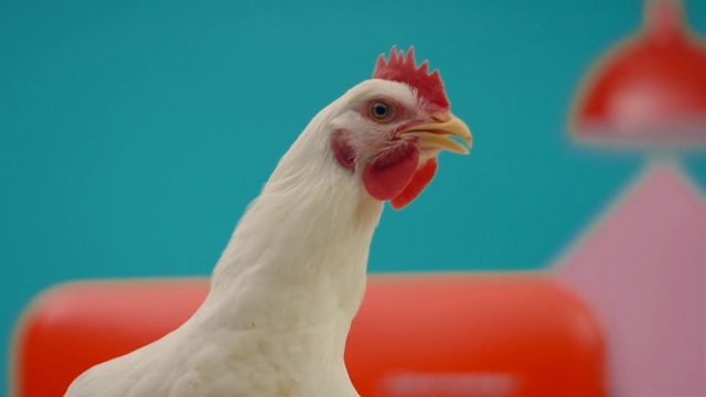 Video Reference N2: Chicken, Bird, Beak, Rooster, Comb, Galliformes, Poultry, Livestock, Close-up, Fowl
