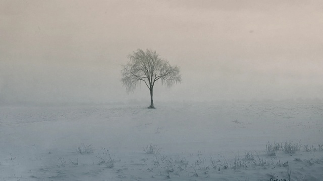 Video Reference N0: fog, winter, tree, freezing, mist, snow, sky, atmosphere, morning, trident