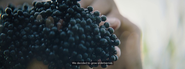 Video Reference N2: Superfood, Fruit, Berry, Food, Plant, Natural foods, Blackberry, Bilberry, Grape, Vitis