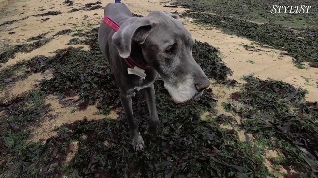Video Reference N0: Weimaraner, Dog, Canidae, Dog breed, Carnivore, Sporting Group, Pointing breed, Working dog, Blue lacy, Hunting dog