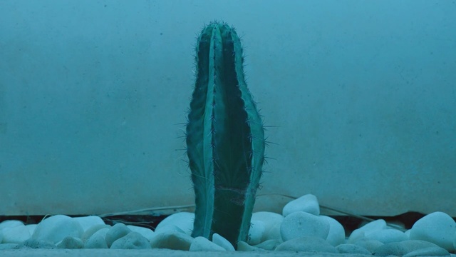 Video Reference N2: Blue, Underwater, Water, Organism, Plant