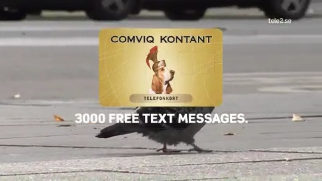 Video Reference N23: fauna, advertising, bird, photo caption, asphalt, beak