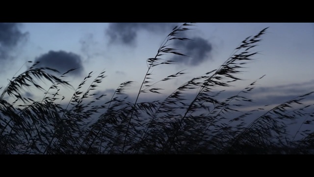 Video Reference N1: Sky, Nature, Atmospheric phenomenon, Grass, Grass, Atmosphere, Black-and-white, Cloud, Branch, Plant