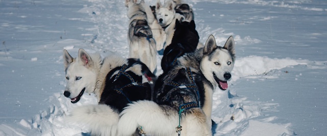 Video Reference N0: Dog, Mammal, Vertebrate, Canidae, Greenland dog, Sakhalin husky, Siberian husky, Northern inuit dog, Sled dog, Carnivore, Person