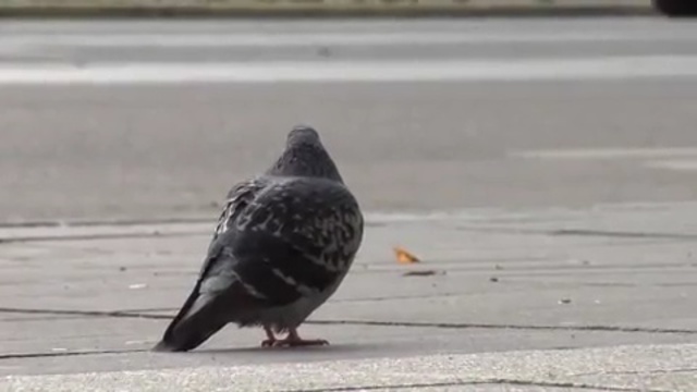 Video Reference N5: bird, pigeons and doves, beak, fauna, blackbird, Person