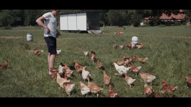 Video Reference N2: Grass, Chicken, Galliformes, Bird, Fowl, Lawn, Pasture, Poultry, Farm, Meadow