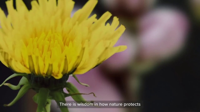 Video Reference N1: Flower, Flowering plant, Petal, Yellow, Plant, Dandelion, Close-up, Botany, Pollen, Wildflower