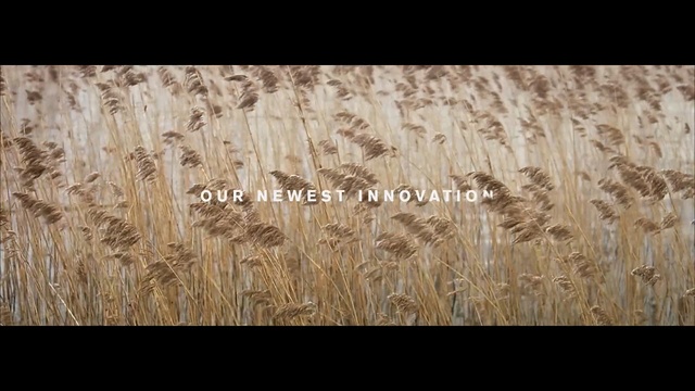 Video Reference N2: straw, grain, grass family, food grain, wheat, barley, grass, rye, cereal, phragmites