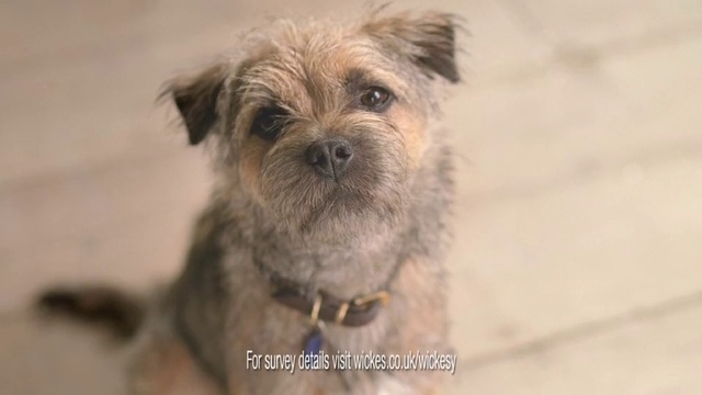 Video Reference N2: Dog, Eye, Carnivore, Dog breed, Companion dog, Fawn, Toy dog, Liver, Snout, Small terrier