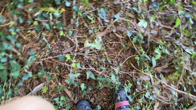 Video Reference N1: Grass, Soil, Plant, Adaptation, Plant community, Groundcover