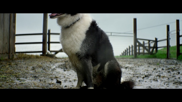 Video Reference N2: dog like mammal, dog, dog breed group, dog breed, siberian husky, snout, fur