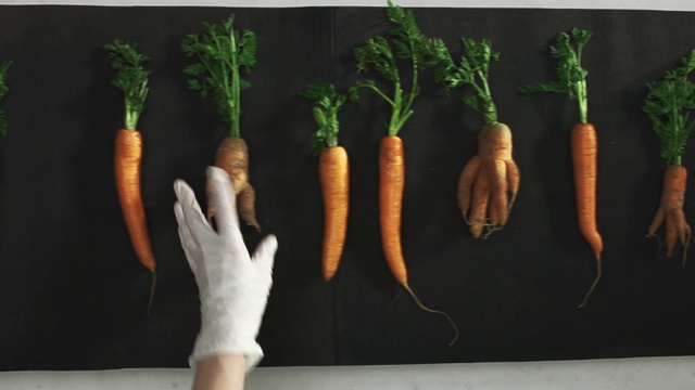 Video Reference N3: Carrot, Radish, Root vegetable, Vegetable, Daikon, Parsnip, Baby carrot, Local food, wild carrot, Food