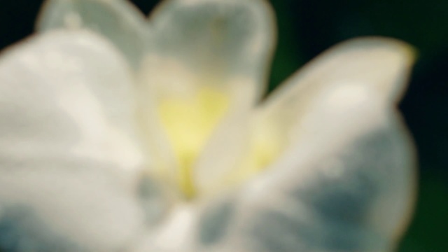 Video Reference N0: White, Petal, Flower, Yellow, Close-up, Plant, Macro photography, Flowering plant, Spring, Botany