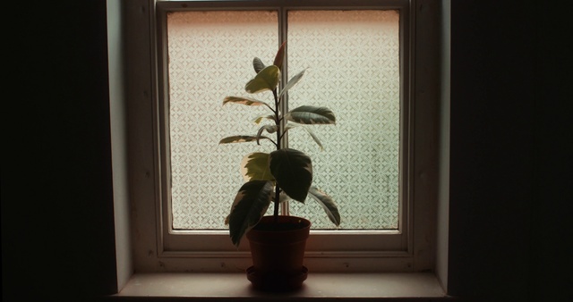 Video Reference N0: Houseplant, Botany, Picture frame, Plant, Still life photography, Tree, Flower, Ikebana, Art, Still life