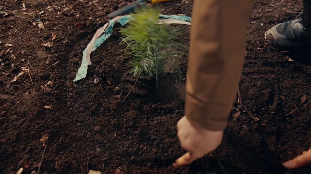 Video Reference N3: Soil, Compost, Adaptation, Leg, Hand, Plant, Sowing