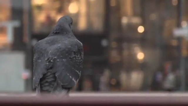 Video Reference N14: beak, bird, pigeons and doves, crow