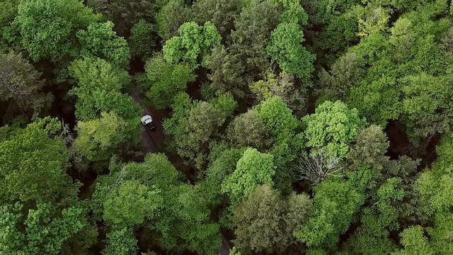 Video Reference N3: Vegetation, Green, Natural environment, Forest, Biome, Plant, Tree, Aerial photography, Groundcover, Rainforest