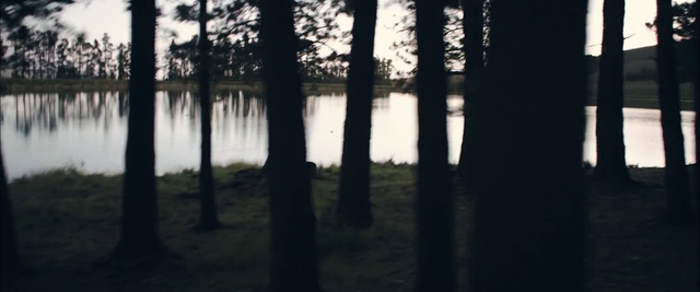 Video Reference N2: Tree, Nature, Water, Black, Natural environment, Forest, Reflection, Woodland, Light, Atmospheric phenomenon