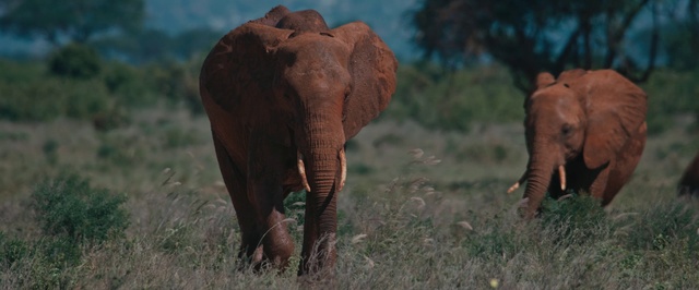 Video Reference N8: Terrestrial animal, Elephant, Elephants and Mammoths, Wildlife, Indian elephant, African elephant, Savanna, Grassland, Wilderness, Safari