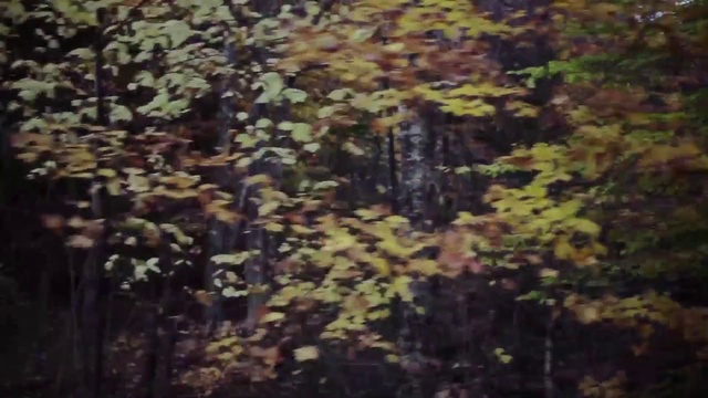 Video Reference N18: Nature, Leaf, Tree, Vegetation, Natural environment, Green, Brown, Forest, Plant, Biome