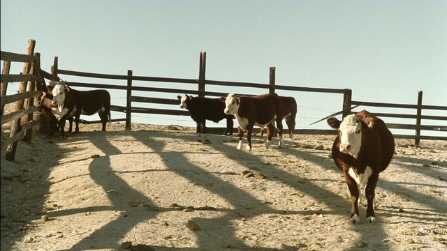 Video Reference N1: Mammal, Bovine, Ranch, Herd, Livestock, Landscape, Farm, Rural area, Pasture, Pack animal