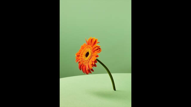 Video Reference N6: flower, orange, flora, gerbera, petal, still life photography, plant stem, flowering plant, macro photography, plant