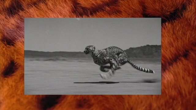 Video Reference N1: Wildlife, Terrestrial animal, Cheetah, Adaptation, Felidae, Dinosaur