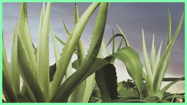 Video Reference N3: Plant, Flower, Terrestrial plant, Leaf, Botany, Grass, Flowering plant, Aloe, Agave, Plant stem, Green, Sitting, Small, Table, Laying, Holding, Display, Group, Purple, Vase, Text, Houseplant, Vegetable
