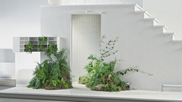 Video Reference N0: Houseplant, Flowerpot, Plant, Wall, Tree, Grass, House, Herb, Bonsai, Room