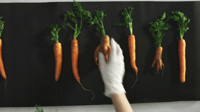 Video Reference N1: Carrot, Radish, Vegetable, Root vegetable, Daikon, Parsnip, Baby carrot, wild carrot, Plant, Leaf vegetable