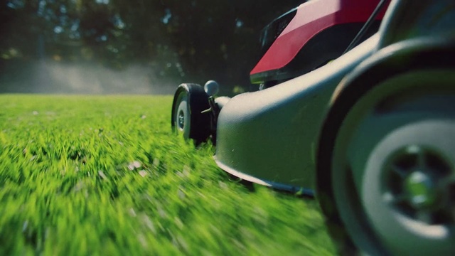 Video Reference N6: Vehicle, Green, Grass, Automotive design, Lawn, Car, Wheel, Mode of transport, Tire, Automotive wheel system