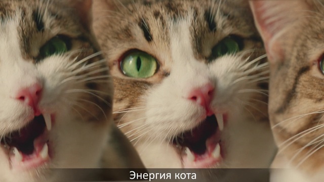 Video Reference N7: Cat, Whiskers, Small to medium-sized cats, Felidae, Facial expression, Nose, European shorthair, Close-up, Snout, Kitten