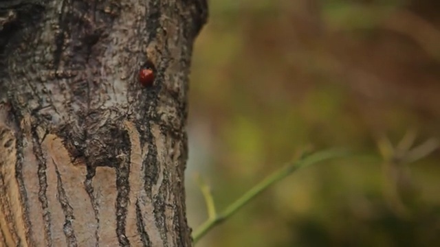 Video Reference N8: Tree, Trunk, Branch, Plant, Woodpecker, Organism, Wildlife, Photography, Plant stem, Insect