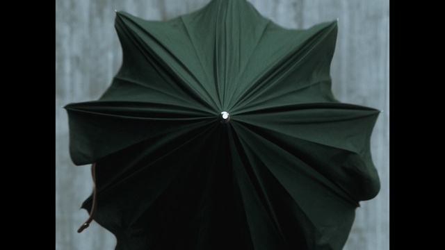 Video Reference N0: Green, Leaf, Symmetry, Plant, Umbrella, Still life photography, Flower, Space, Art