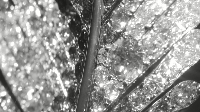 Video Reference N12: tree, branch, black, black and white, nature, monochrome photography, water, woody plant, light, photography, Person