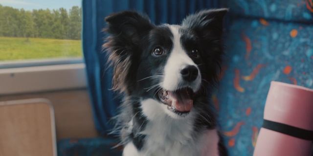 Video Reference N1: Dog, Mammal, Vertebrate, Australian collie, Canidae, Dog breed, Border collie, Carnivore, Snout, Herding dog