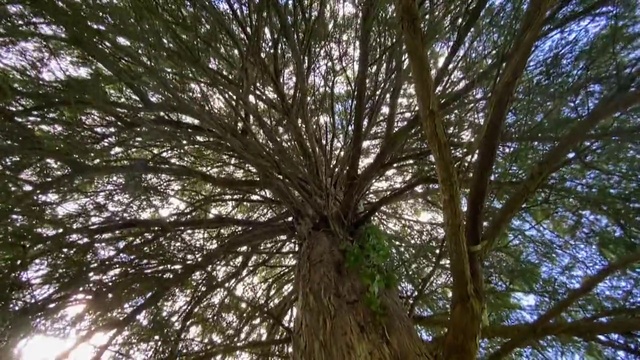 Video Reference N12: Tree, Nature, Woody plant, Branch, Plant, Trunk, Natural environment, Forest, Nature reserve, Biome