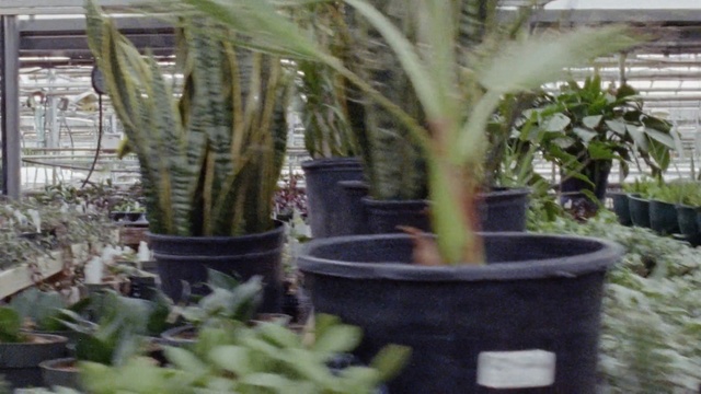 Video Reference N1: Plant, Flower, Terrestrial plant, Flowerpot, Cactus, Houseplant, Botany, Plant stem, San Pedro cactus, Hedgehog cactus