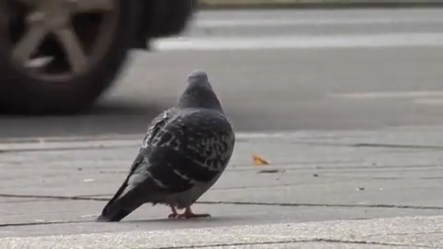 Video Reference N17: bird, pigeons and doves, fauna, beak, feather, Person