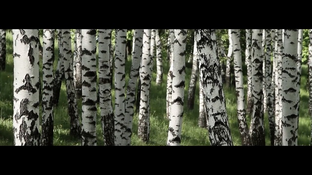 Video Reference N0: tree, woody plant, nature, birch, ecosystem, woodland, grove, trunk, plant, vegetation, Person