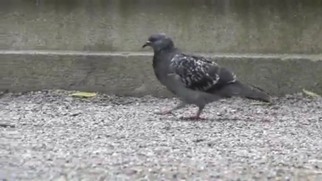 Video Reference N19: bird, pigeons and doves, beak, fauna, falcon, stock dove