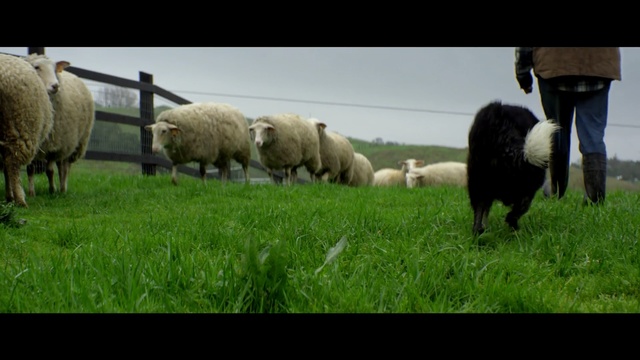 Video Reference N2: sheep, herd, sheep, grazing, grassland, pasture, grass, field, cow goat family, farm, Person