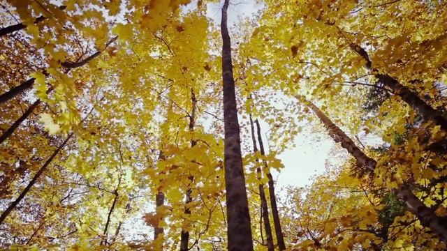Video Reference N4: Tree, Nature, Woody plant, Yellow, Leaf, Autumn, Deciduous, Plant, Temperate broadleaf and mixed forest, Branch