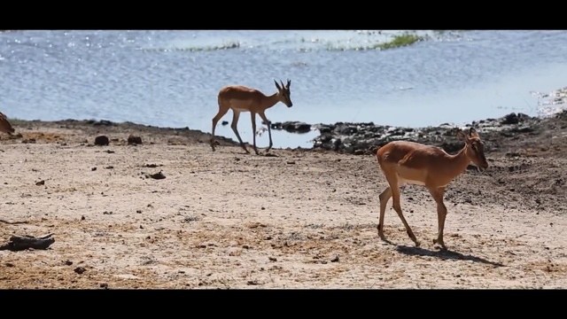 Video Reference N2: wildlife, ecosystem, fauna, springbok, impala, antelope, gazelle, ecoregion, safari, savanna
