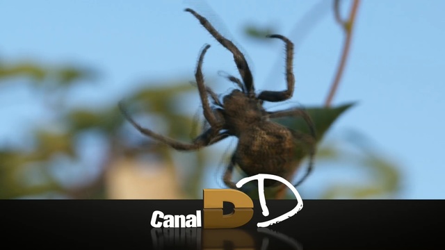 Video Reference N2: insect, close up, organism